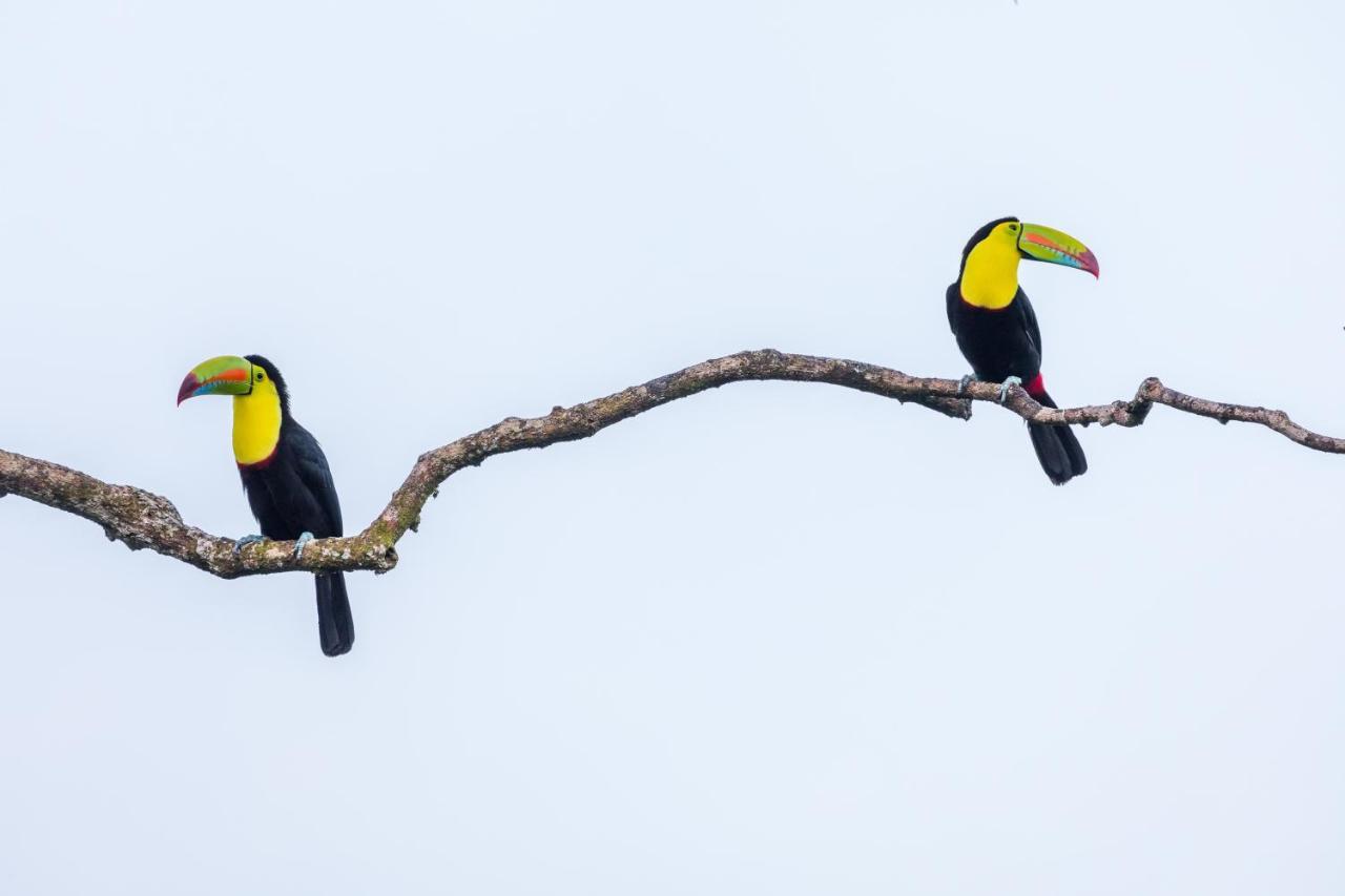 Posada Nena Caribe Puerto Viejo de Talamanca Buitenkant foto